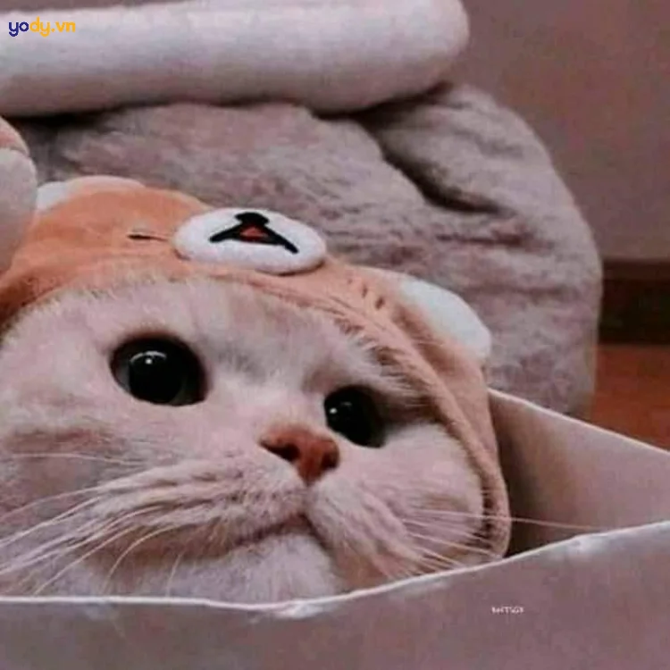 ảnh đại diện hài hước 34